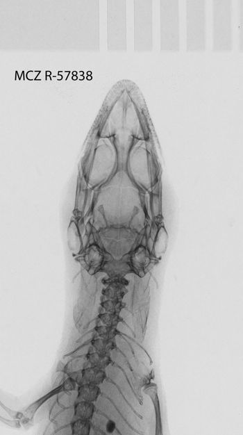 Media type: image;   Herpetology R-57838